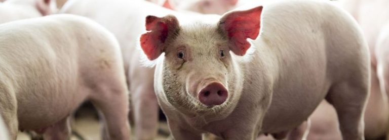 FAO envía misión a RD para verificar fiebre porcina