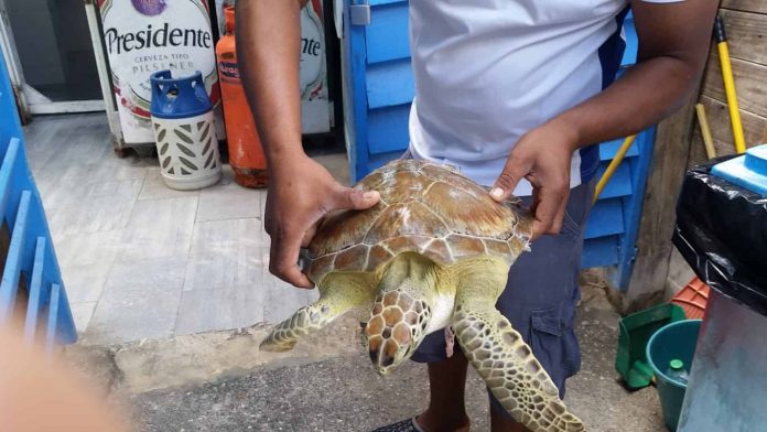 Tortugas-en-Cabeza-de-Toro