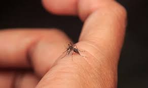 dengue