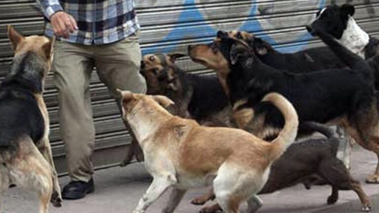 Perros matan anciano a mordidas