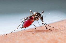 dengue