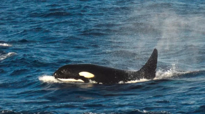 Orcas