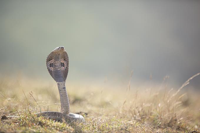 cobra