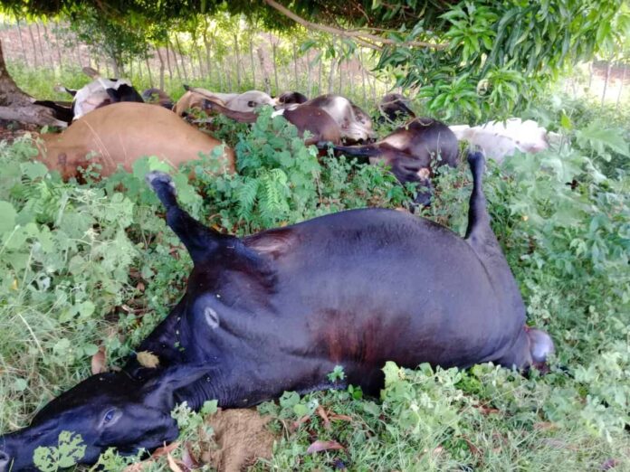 vacas
