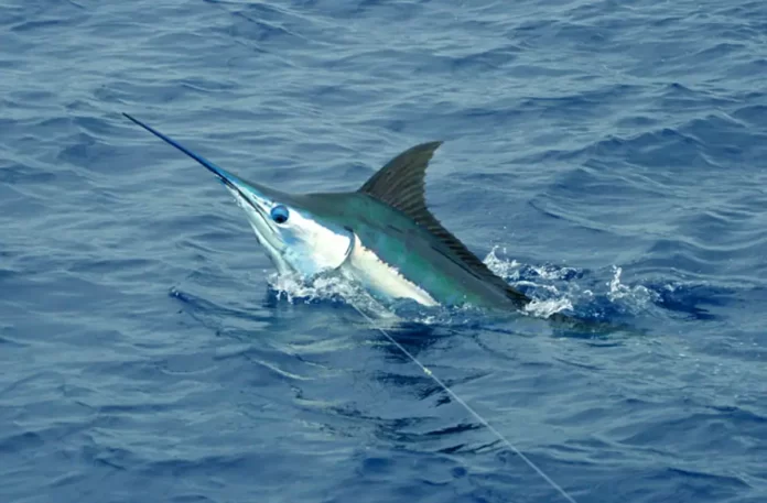 marlin