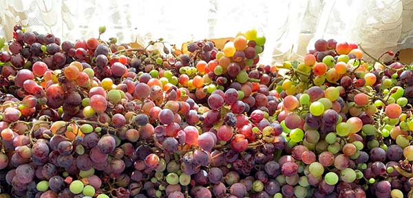 uvas