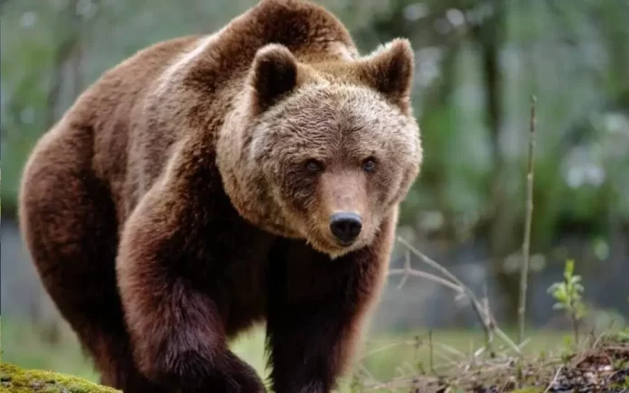 oso