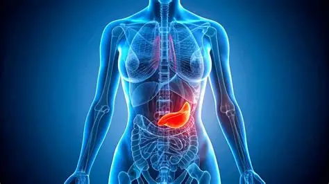 pancreas