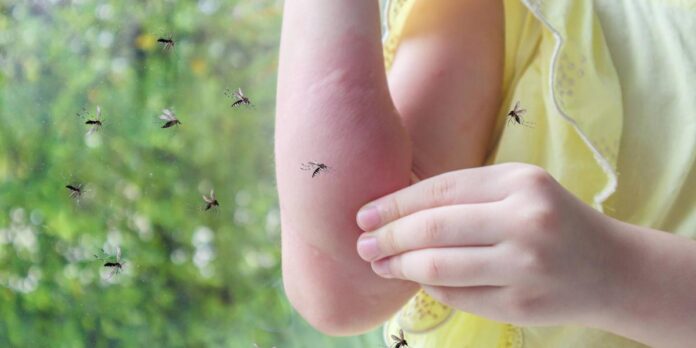 mosquitos