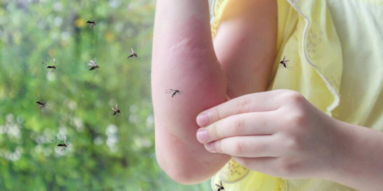 ¿Mosquitos a la vista? Descubre por qué algunas personas son sus favoritas