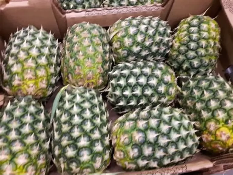 DNCD ocupa 121 láminas de presunta cocaína escondidas en carga de piñas